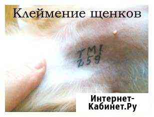 Щенки мальтезе. клеймение. актировка Москва