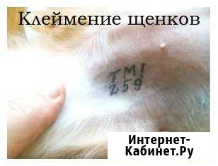 Щенки мальтезе. клеймение. актировка Москва - изображение 1