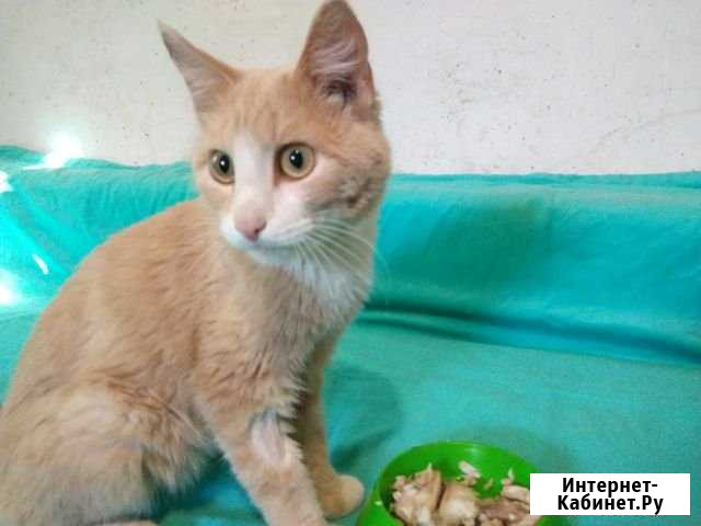 Отдам кота Курган - изображение 1