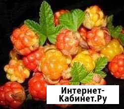 Морошка Бологое - изображение 1