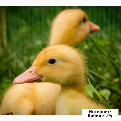 Утки бройлер гуси Краснотуранск - изображение 1