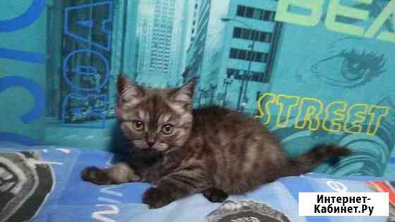 Чистокровные британцы Ижевск