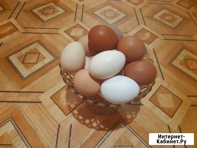 Продам домашние крупные куриные яйца Шуя - изображение 1