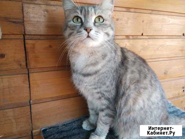 Отдам кошку Курган - изображение 1