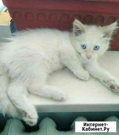 Котёнок Йошкар-Ола