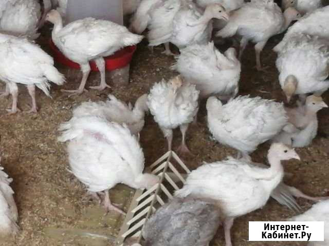 Индюшата, цыплята, утята,гусята Астрахань - изображение 1