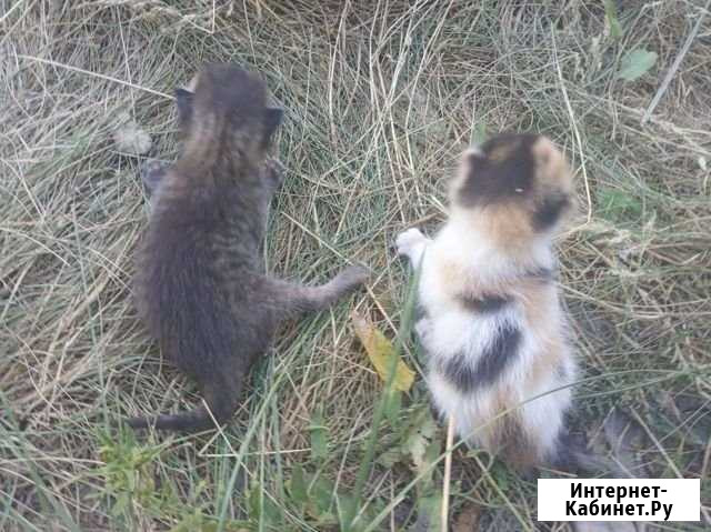 Котята Сибай - изображение 1