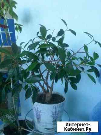 Большие цветы Сочи