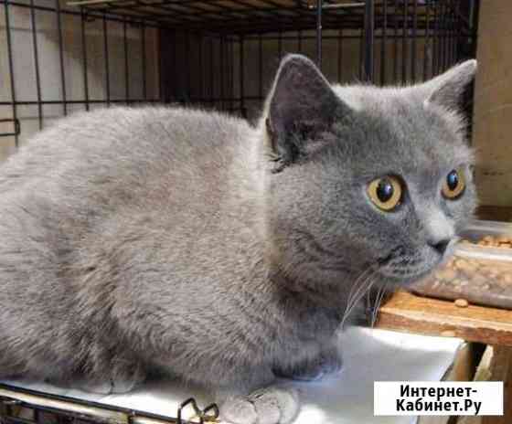 Кошка Прада ищет заботливые руки Киров