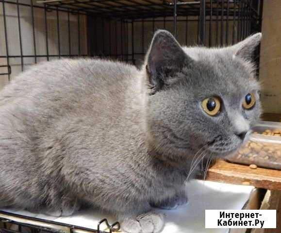 Кошка Прада ищет заботливые руки Киров - изображение 1