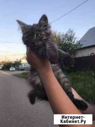 Отдадим котёнка в добрые руки Бугульма