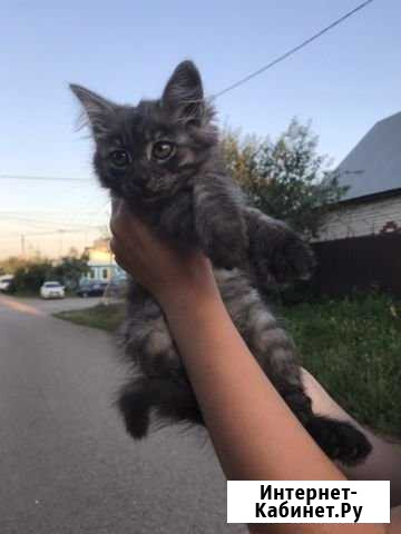 Отдадим котёнка в добрые руки Бугульма - изображение 1