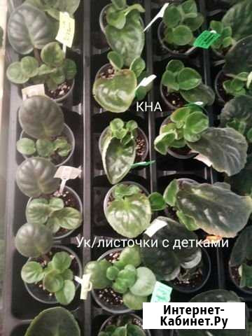 Фиалка Энгельс - изображение 1