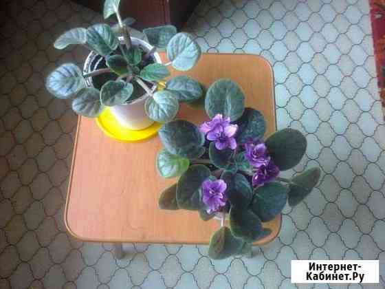 Фиалки Тюмень