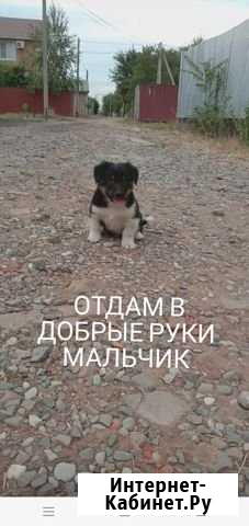 Собака Астрахань - изображение 1
