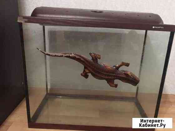 Аквариум Кемерово