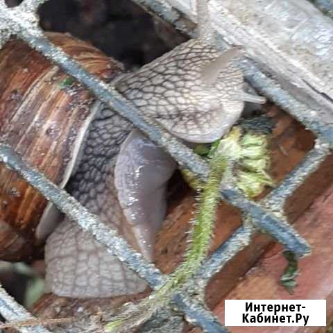 Другое Коммунар - изображение 1