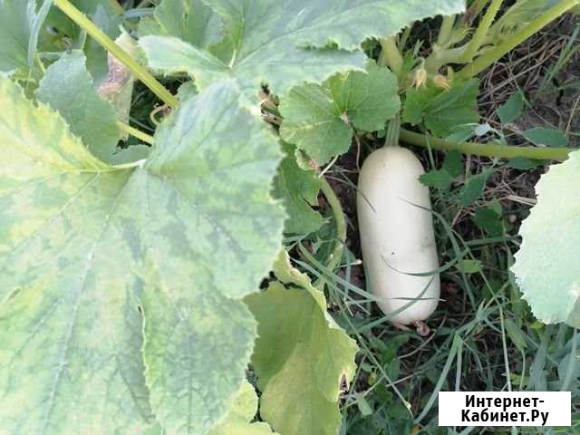 Кабачки домашние Славянск-на-Кубани - изображение 1