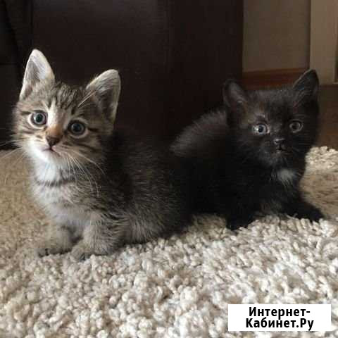 Котята Магнитогорск - изображение 1