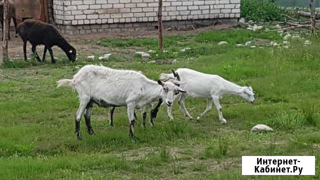 Коза и два козленка Дзержинск - изображение 1