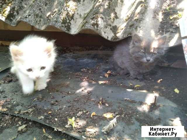 Котята, в добрые руки Пятигорск - изображение 1