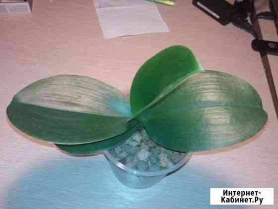 Сортовые фаленопсисы Калуга