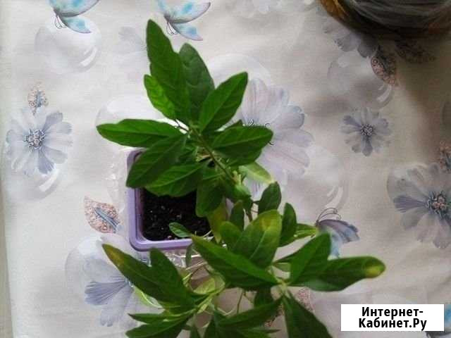 Кротон Тихвин - изображение 1