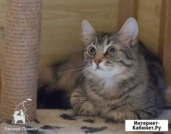Чудесный котик ищет дом Красногорск - изображение 1