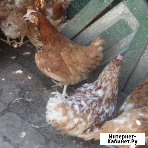 Куры несушки Новочеркасск - изображение 1