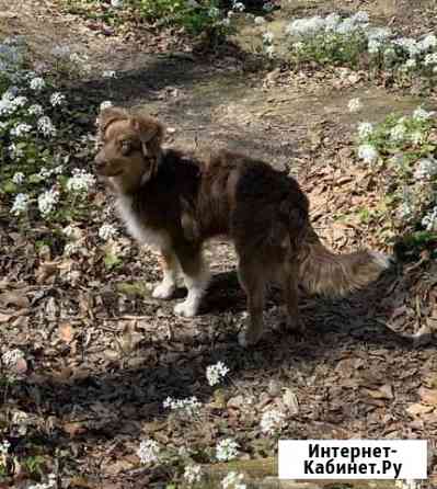 Собака Ставрополь