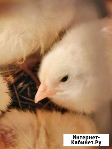 Куриное, перепелиное домашние яйцо Анапская - изображение 1