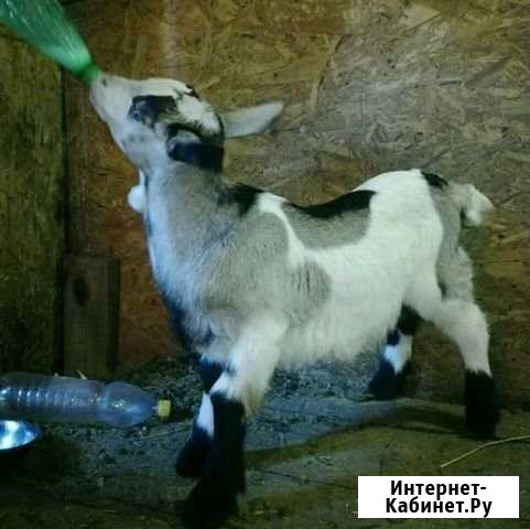 Козлик Магнитогорск - изображение 1