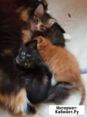 Котятки в добрые руки Вырица - изображение 1