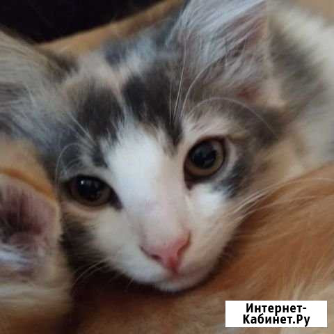 Милый котёнок Энгельс - изображение 1