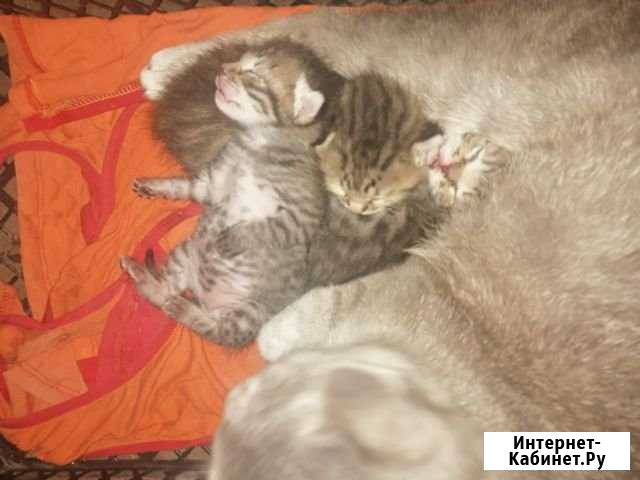 Кошки Белая Калитва - изображение 1