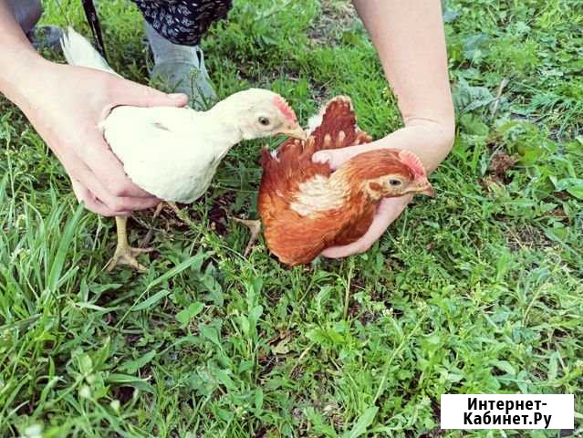 Петушки Дюртюли - изображение 1