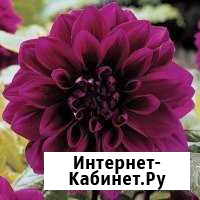 Георгины Красноуфимск - изображение 1