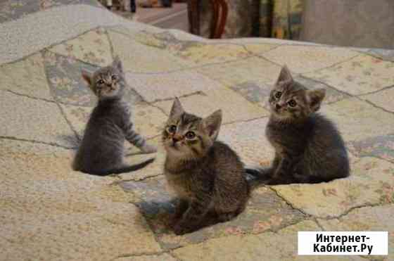 Котята / Кошки Клин