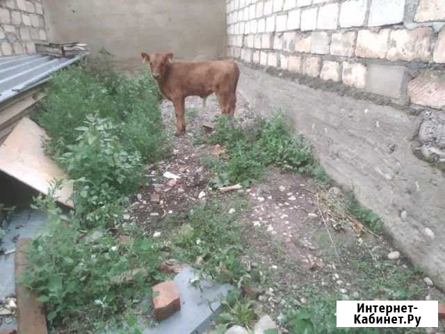 Бычок Заюково - изображение 1