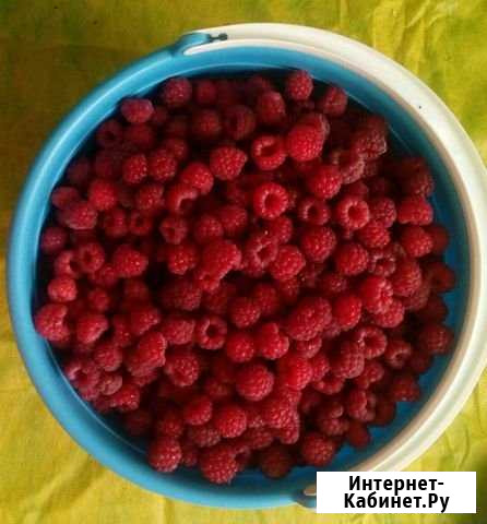 Малина Локоть - изображение 1