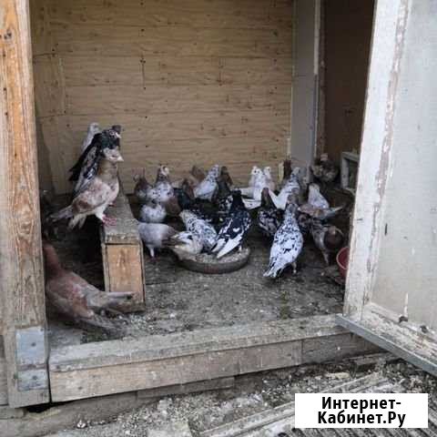 Голуби Ставрополь - изображение 1