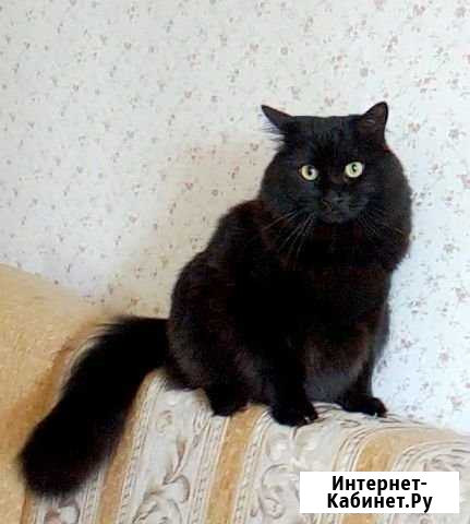 Мурзик) Барнаул - изображение 1