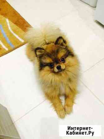 Шпиц вязка мальчик Красноярск