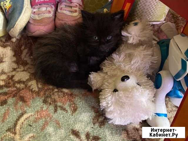 Кот Воскресенск - изображение 1