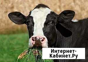 Коровы молочные Кунашак - изображение 1