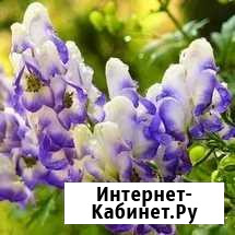 Акониты и другие садовые растения Красноуфимск - изображение 1