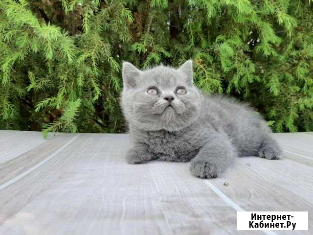 Шотландская Раменское - изображение 1