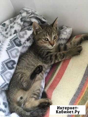 Кот Калуга - изображение 1