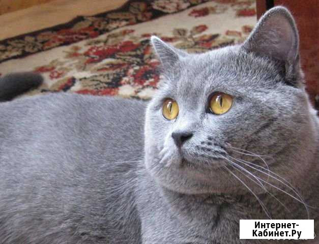 Вязка с шотландским Международным чемпионом Екатеринбург - изображение 1