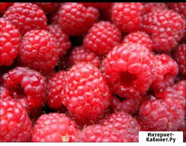 Малина Нижнекамск - изображение 1